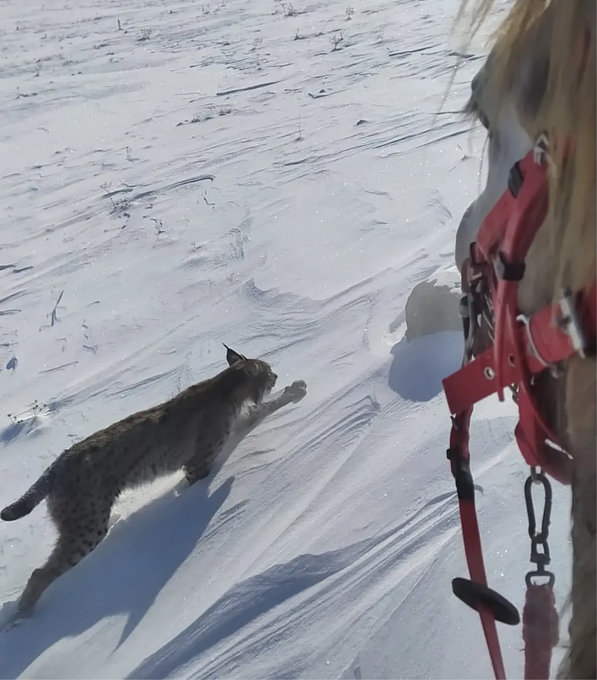 Atıyla gezerken vaşakla karşılaştı