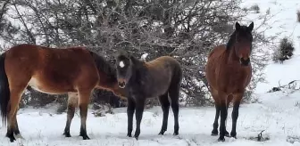 Beypazarı'nda yılkı atları görüntülendi