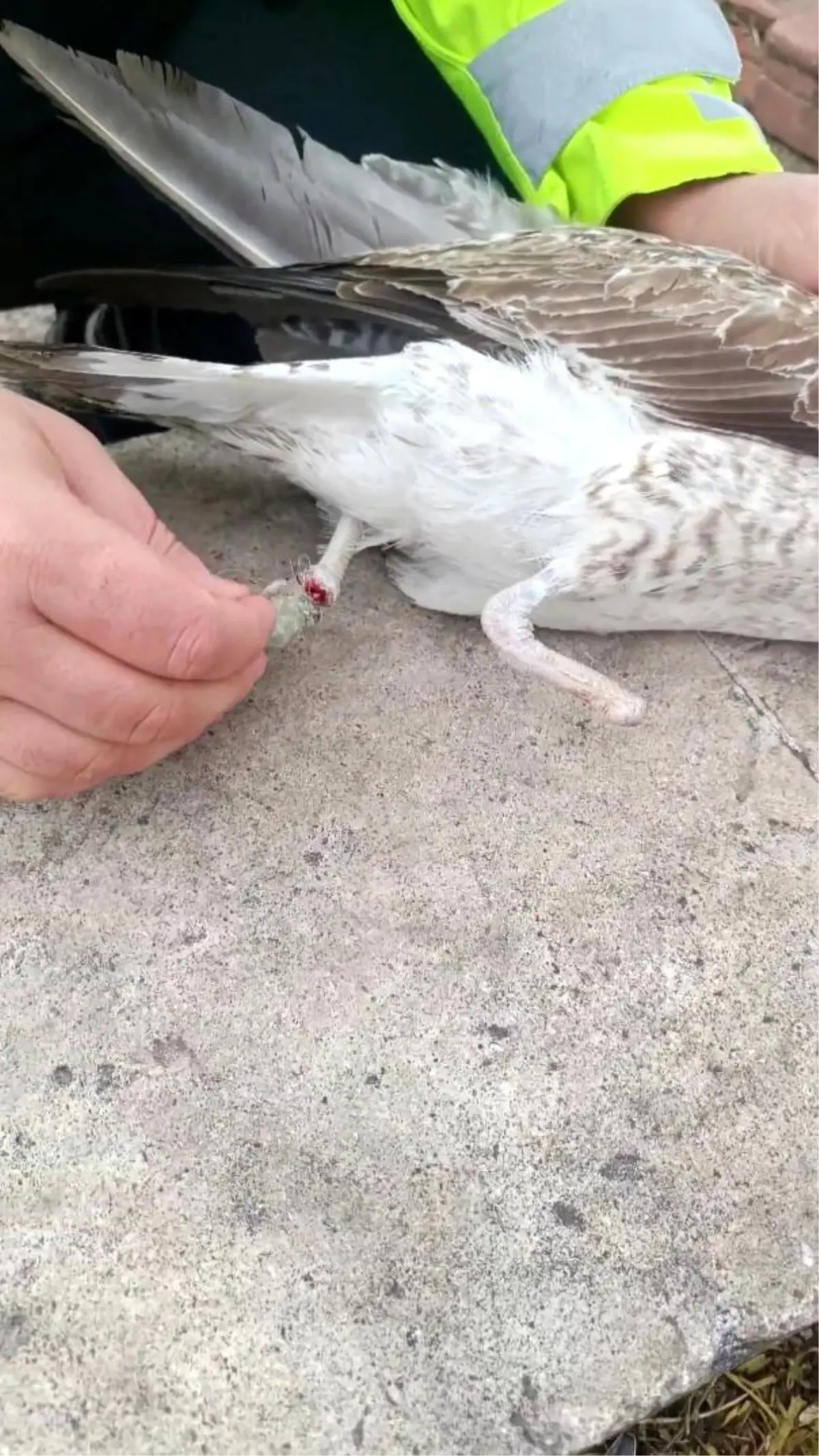 Bir ayağı ampute, bir ayağı misinaya dolandı: Pendik'te martının kurtarılma anı kameralarda