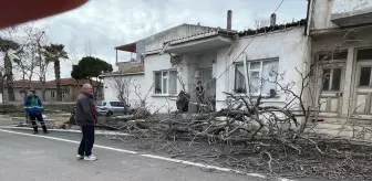 Gelibolu'da şiddetli rüzgar ağacı devirdi