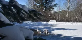 Gümüşhane, Rize ve Giresun'da 99 köye ulaşım sağlanamıyor