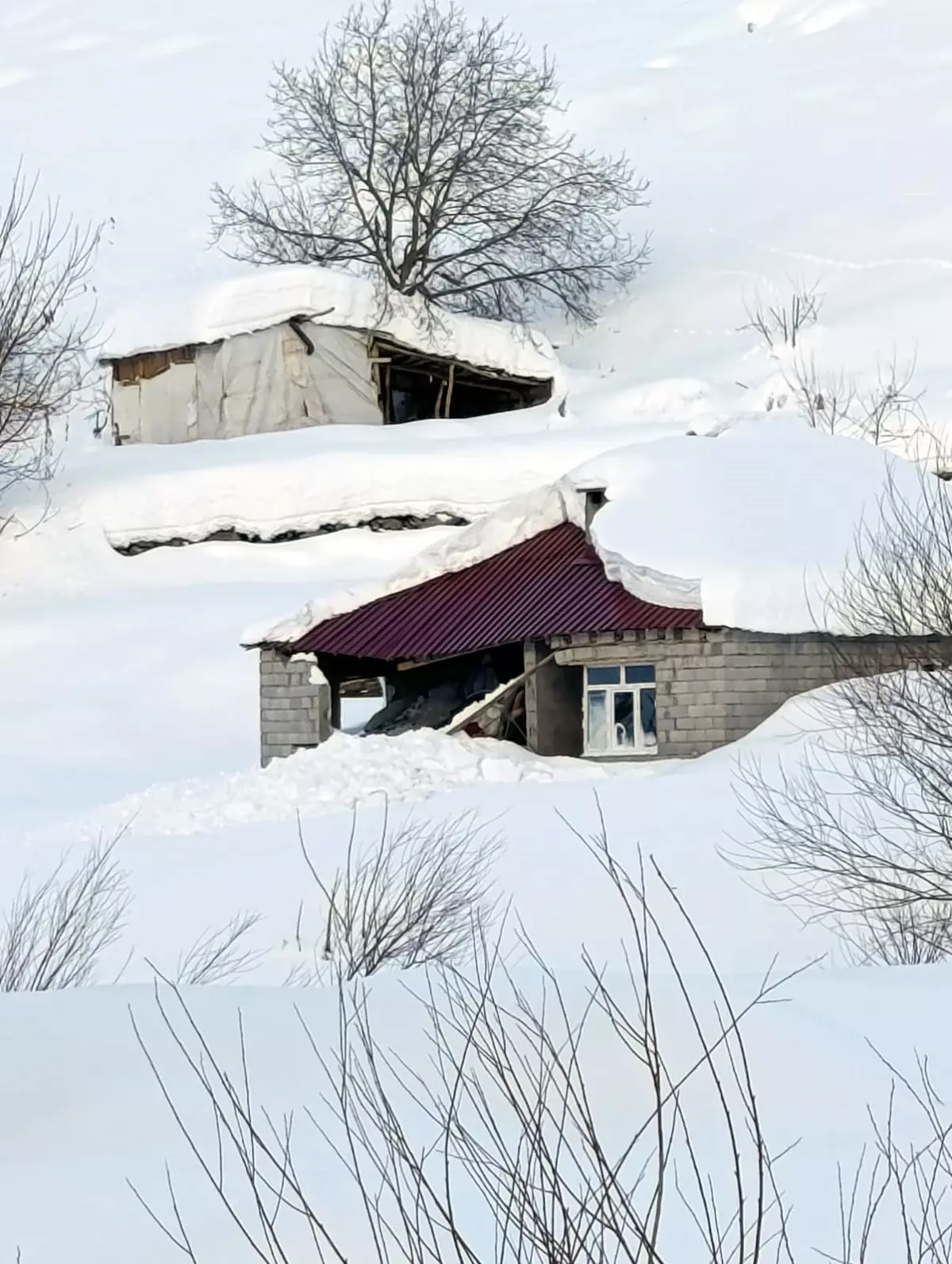 Hakkari'de çığ düştü: 8 boş ev ve 2 ahır zarar gördü, 120 küçükbaş öldü
