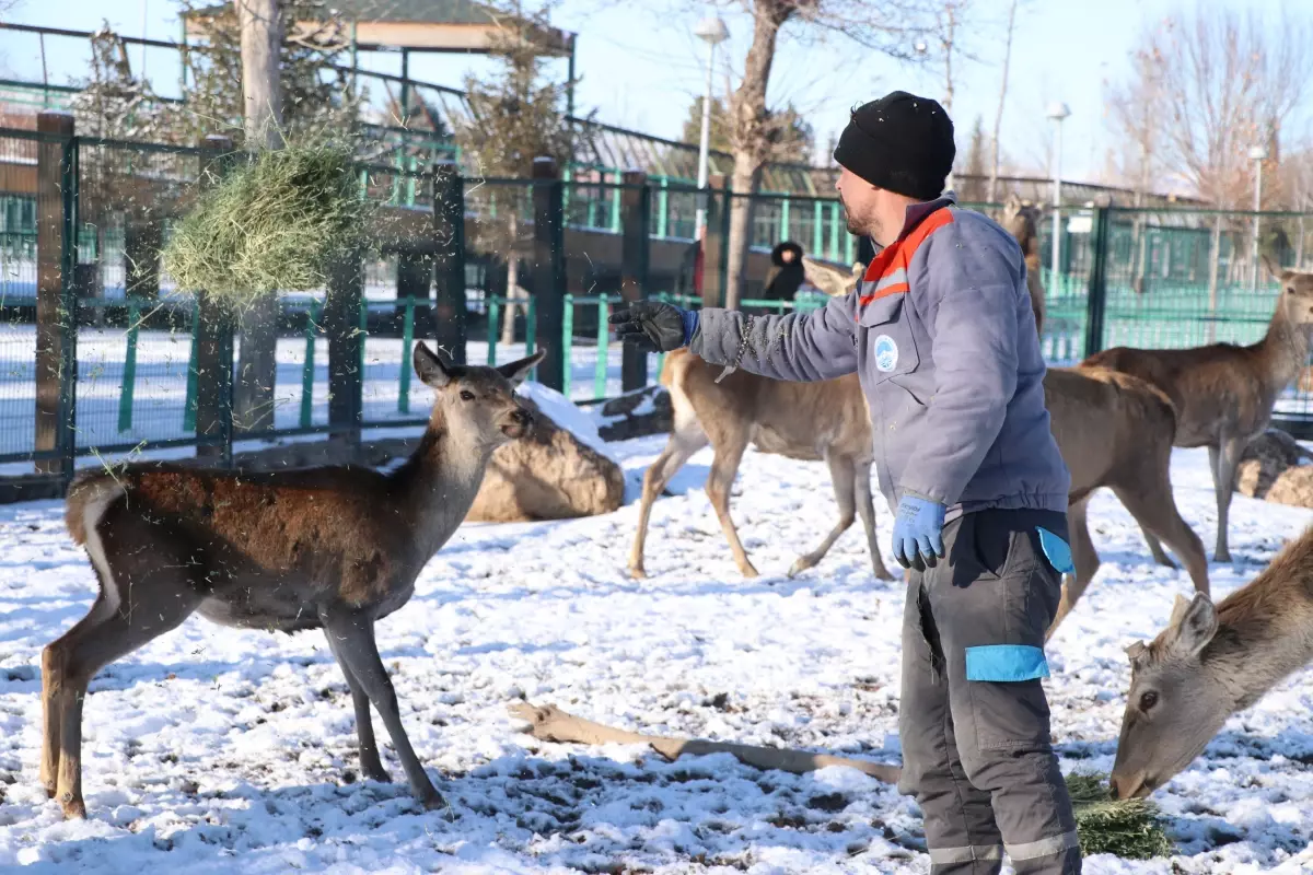 Hayvanat bahçesindeki canlılara 'kış rasyonu'