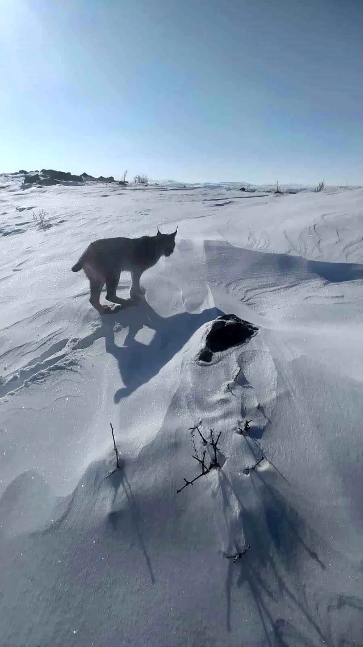 Karlıova'da nesli tükenme tehlikesi altındaki vaşak görüntülendi