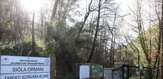 Koruma altındaki sığla ormanının güzellikleri tekne turuyla keşfediliyor