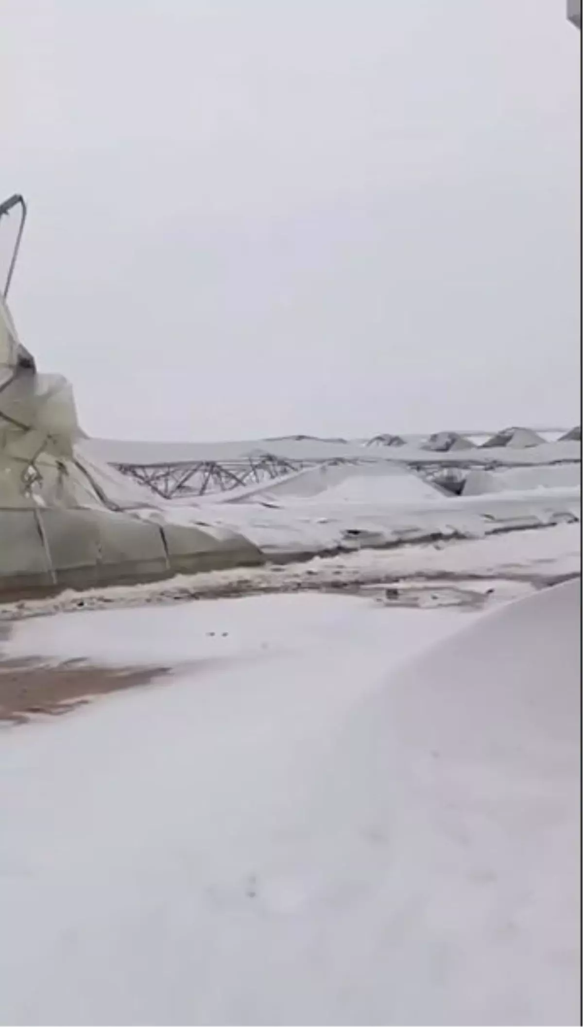 Mardin'de Kar Yağışı Sonrası Ahır Çöktü: 10 Koyun Öldü