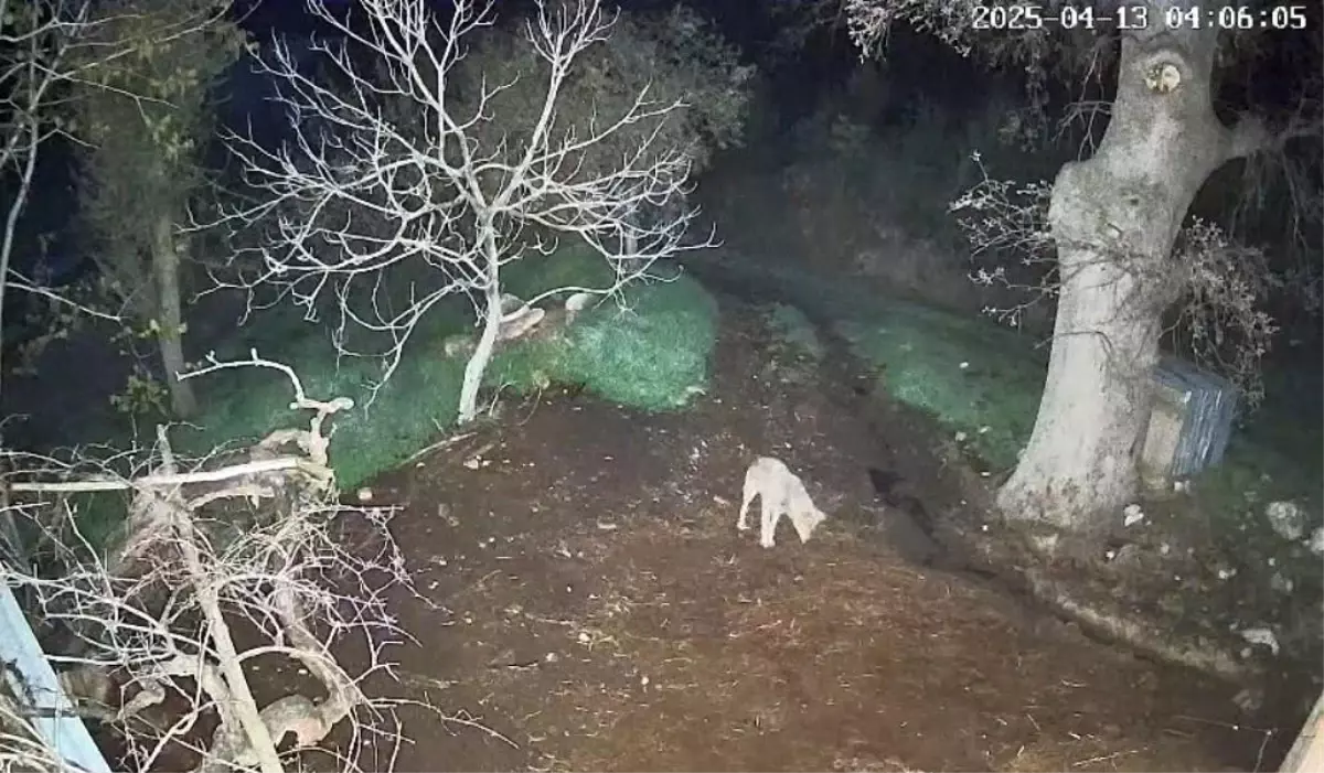 Menteşe'de kurdun saldırdığı 3 koyun telef oldu