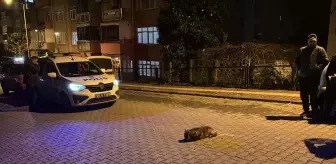 Samsun'da polisin bitkin halde bulduğu çakal yavrusu tedavi altına alındı