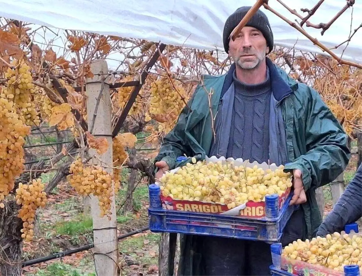 Sarıgöl'de üzüm hasadında sona gelindi