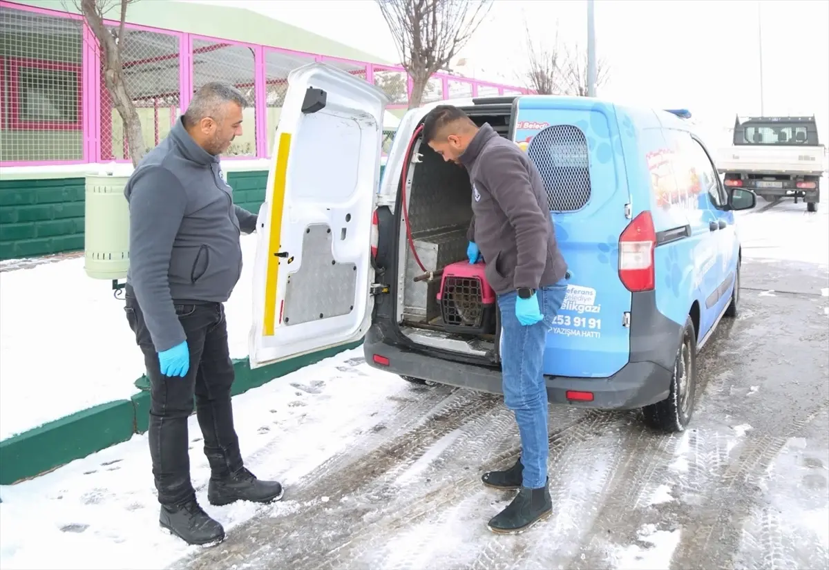 Sevimli Dost Ambulansı 2025'te 4 bin 300 sokak hayvanının tedavisinde kullanıldı