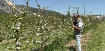 Türkiye'nin elma bahçesi Isparta'da zirai dona karşı yerli çeşitler geliştiriliyor