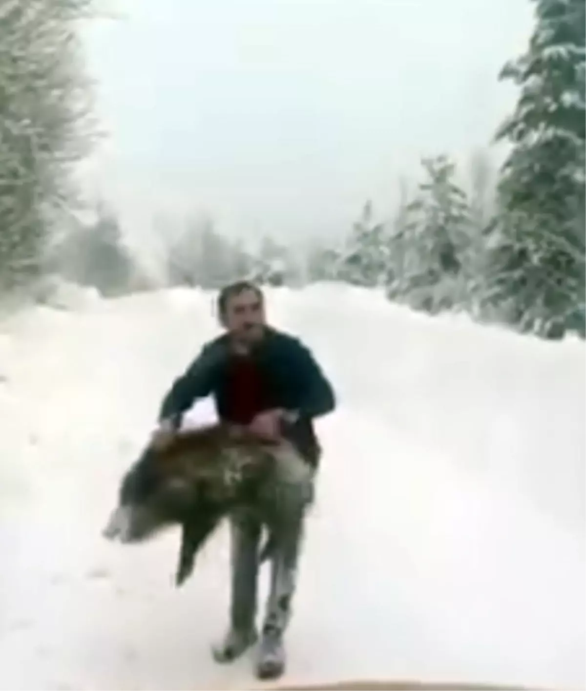 Yaban domuzunu yakaladı, sevdikten sonra tekrar bıraktı