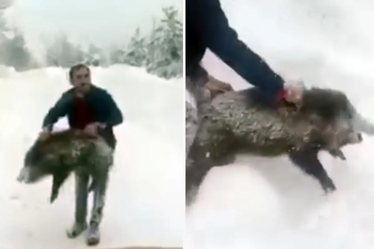 Yaban domuzunu yakaladı, sevdikten sonra tekrar bıraktı