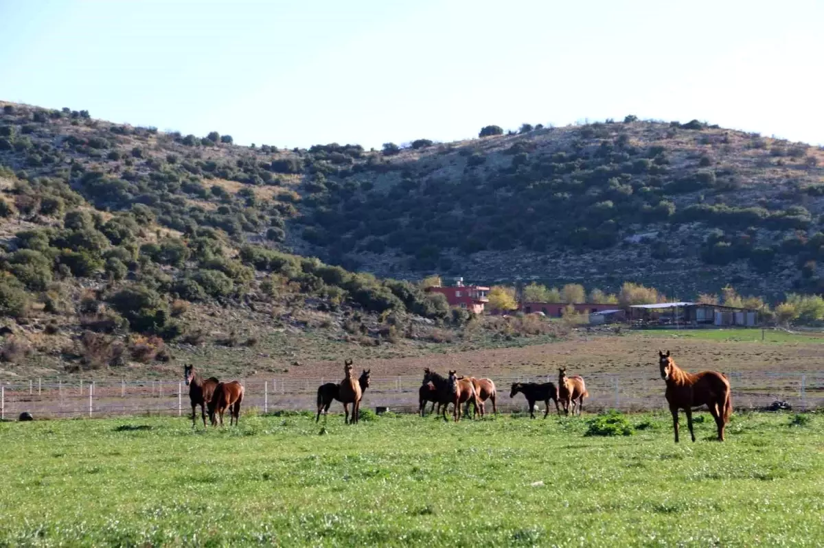 Adana milyonluk İngiliz ve Arap atlarının yetişme alanı oldu