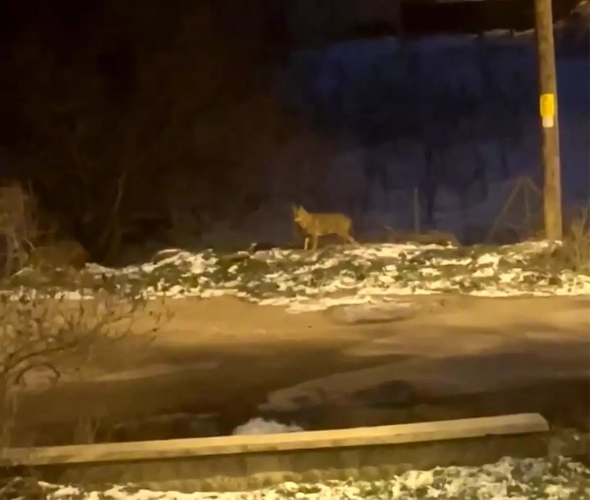 Başkentte kurt sürüsü görüldü