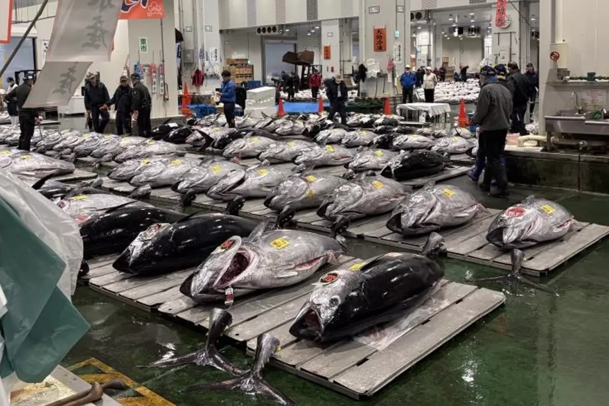 Dev orkinosa milyon dolarlık teklif! Rekor fiyata satıldı