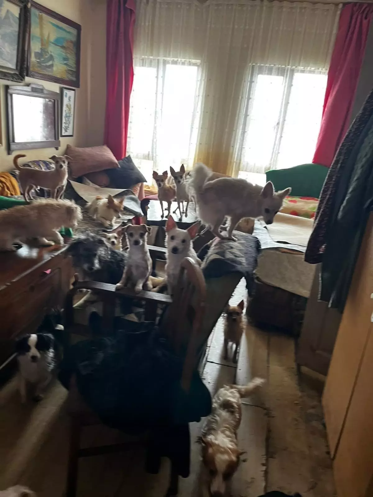 Evde sağlıksız koşullarda tutulan 55 hayvan koruma altına alındı