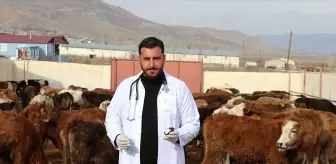 Genç veteriner, baba mesleği hayvancılığı modern yöntemlerle sürdürüyor