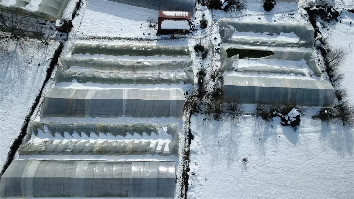 Karabük'te kar yağışı nedeniyle çöken seralardaki ürünler zarar gördü