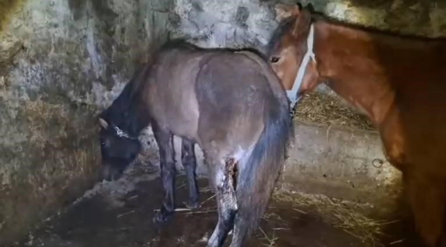 15 horses were shot in the legs in Kars