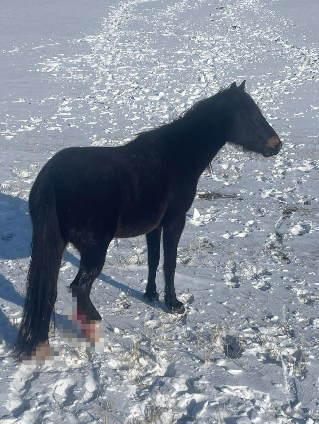 15 horses were shot in the legs in Kars