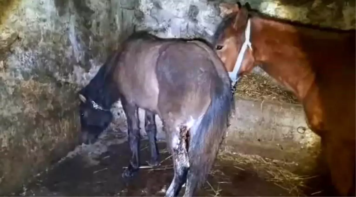 Kars'ta 15 atı ayaklarından vurdular