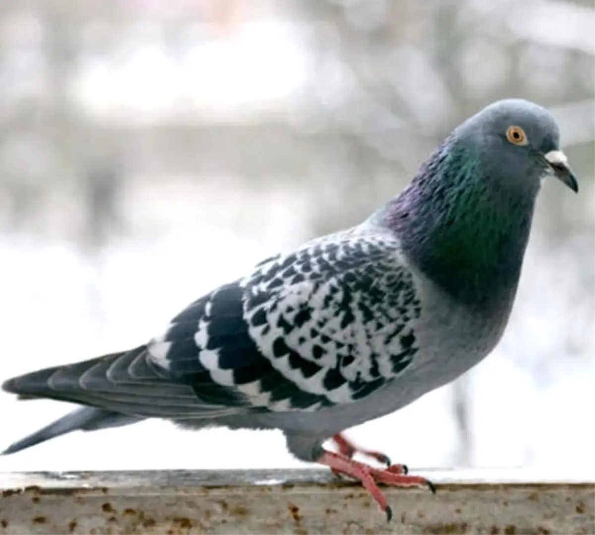 O anlar kamerada: Kasklı şüpheli damdaki kuşları çaldı