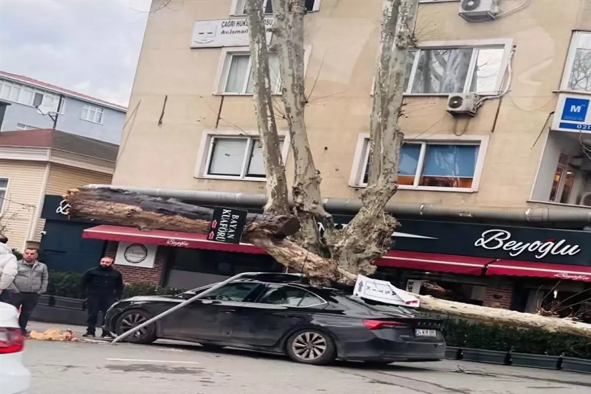 Sarıyer'de lodos dehşeti: Dev çınar otomobili ezdi, diğer araç saniyelerle kurtuldu
