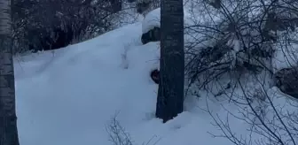 Sivas'ta yiyecek arayan vaşak yol kenarında görüntülendi