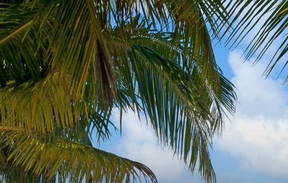 Survivor dokunulmazlık oyununu kim kazandı? 5 Ocak Pazartesi Survivor eleme adayları kim oldu?