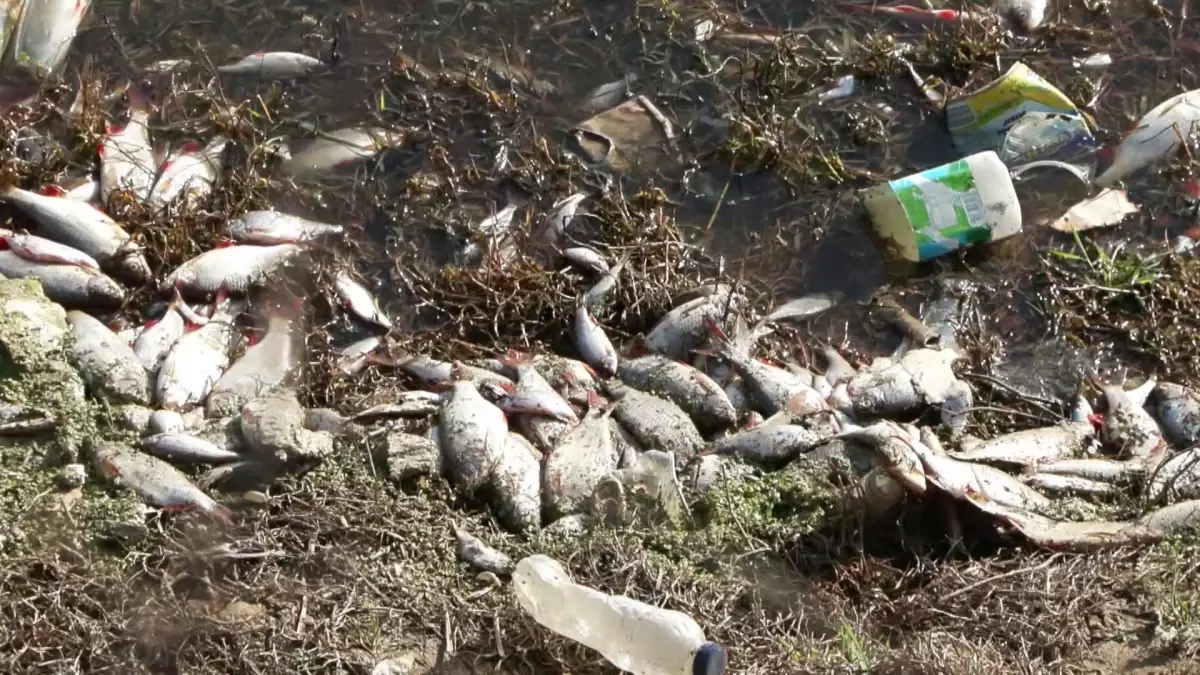 Arnavutköy'de toplu balık ölümleri: Göle hayvansal gübre atığı bırakan işletmelere ceza