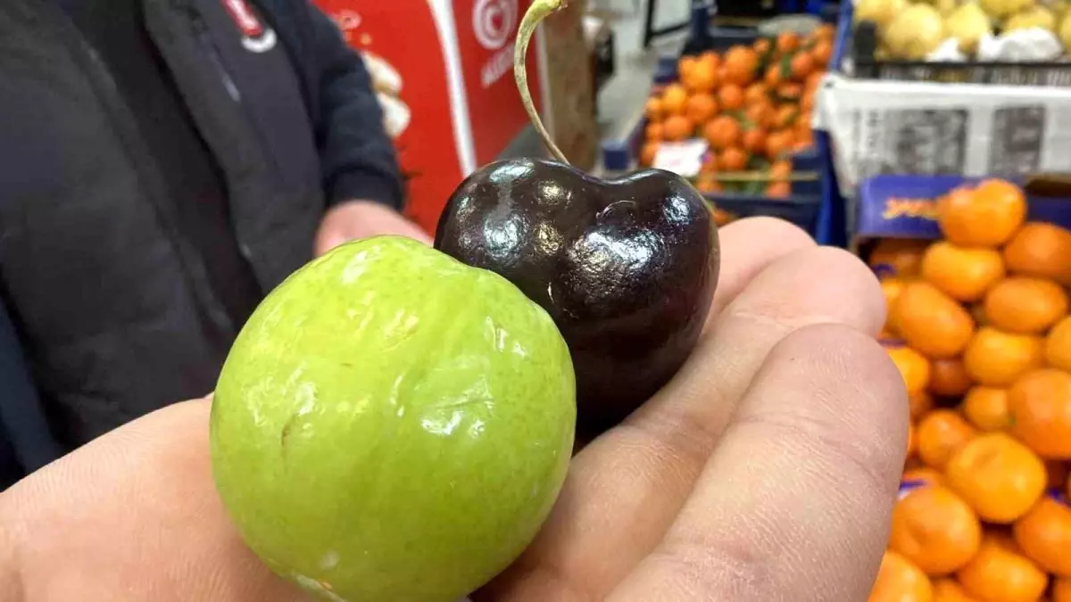 Bu meyveler aşerenler için Singapur'dan geliyor