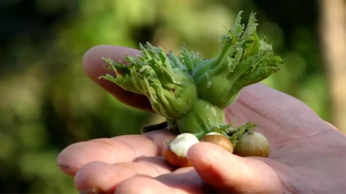 Düzce'de fındık ihraç rakamları geçen yılın gerisinde kaldı