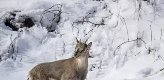 Fotoğrafçılar ve belgeselciler Tunceli kırsalında yaban keçilerinin izini sürüyor