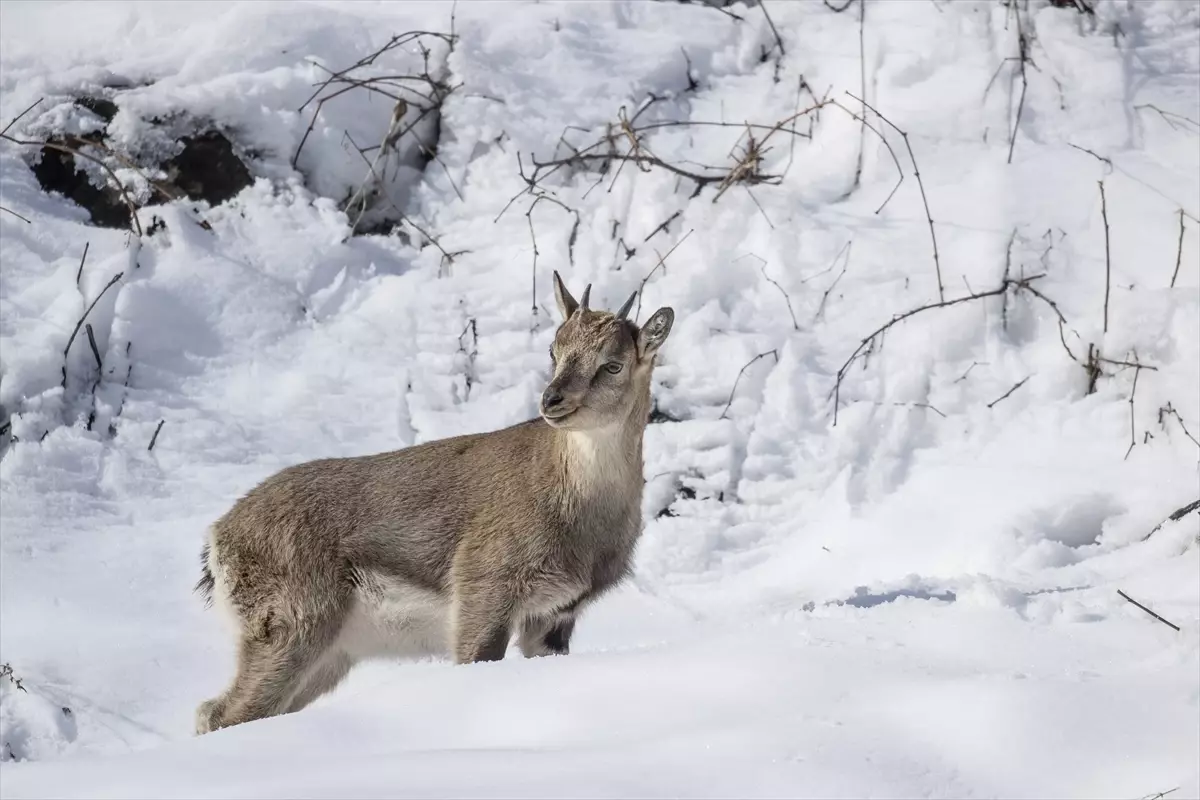 Fotoğrafçılar ve belgeselciler Tunceli kırsalında yaban keçilerinin izini sürüyor