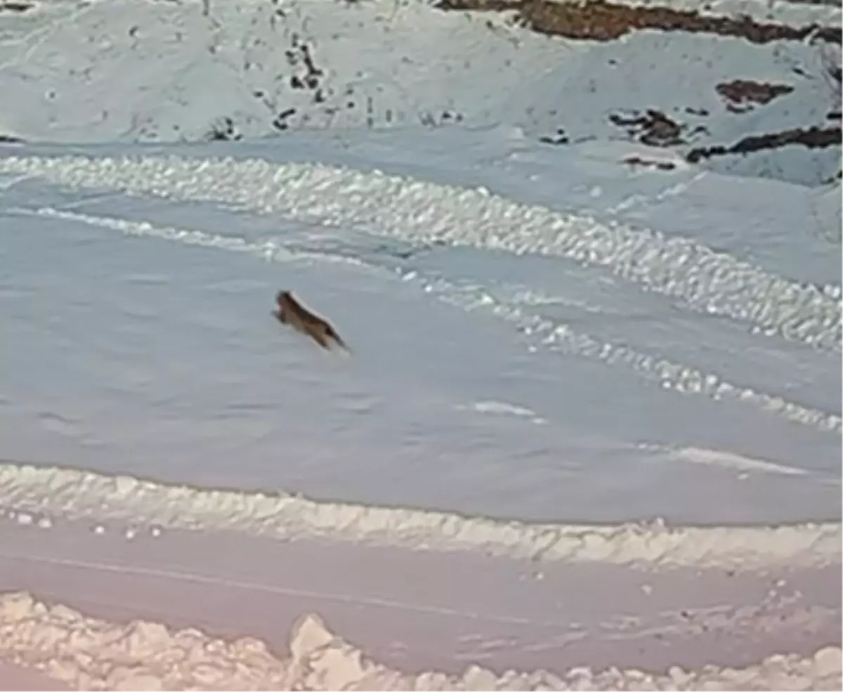 Köye inen vaşaklar, kurtlar tarafından kovalandı