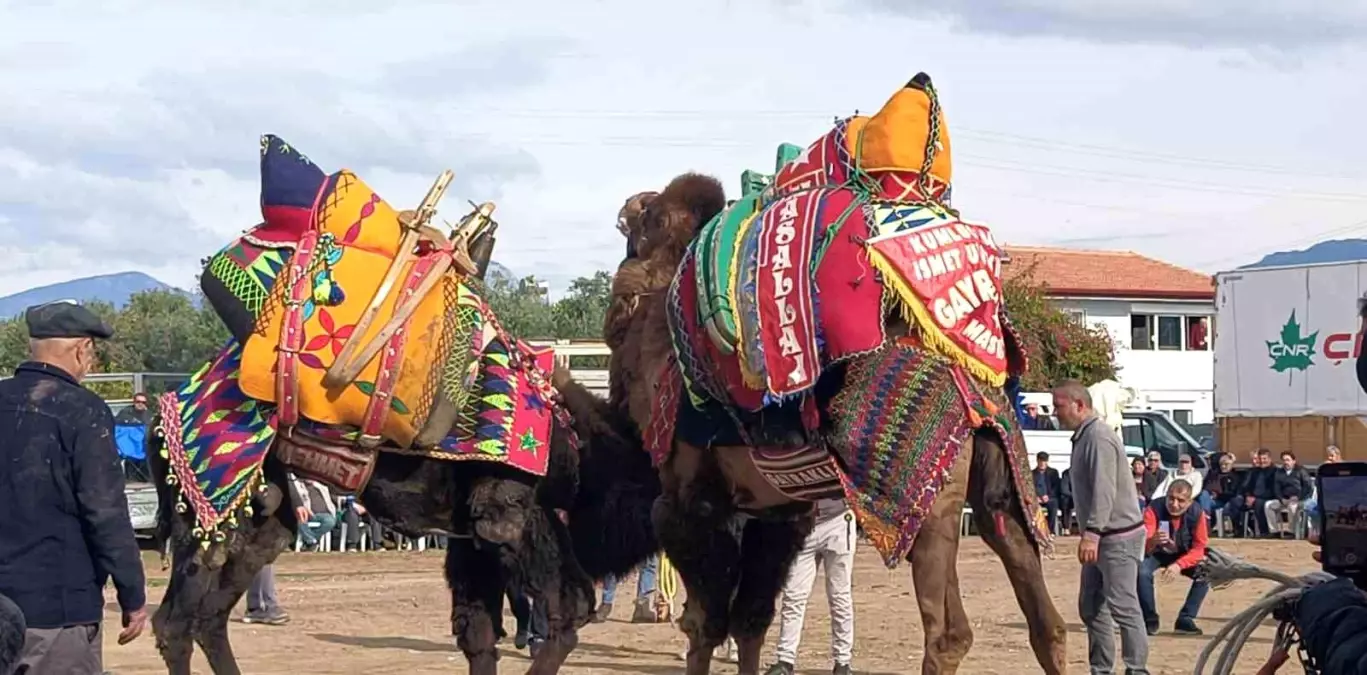Şap hastalığı deve güreş gösterilerine de sekte vurdu