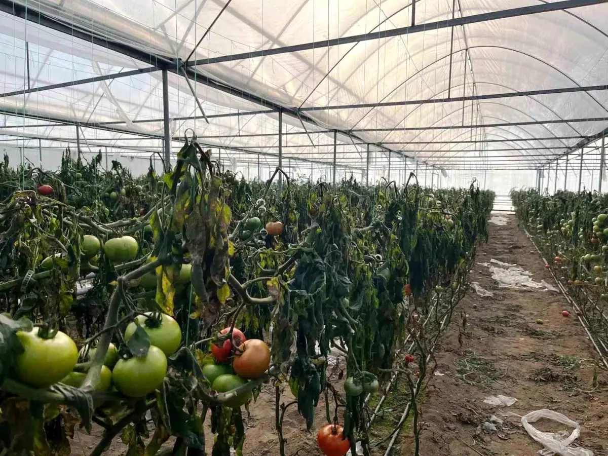 Simav'daki seralarda zirai don zarar tespit çalışması yapıldı