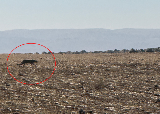 Turkey's hardest-to-see animal! This time spotted in Şırnak