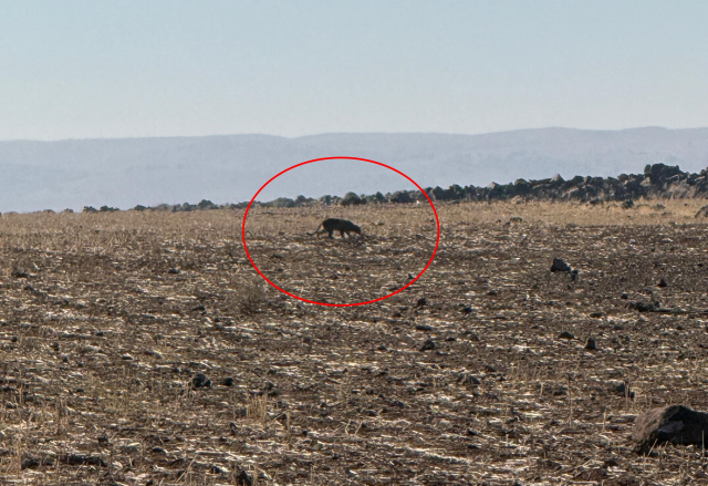 Turkey's hardest-to-see animal! This time spotted in Şırnak