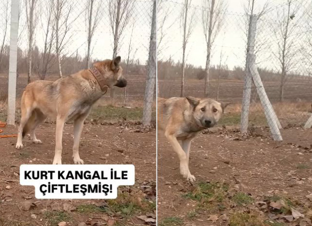 عدوّان أبديان يمارسان حبًا ممنوعًا! تزاوج الذئب مع الكنجال، وظهر نوع غريب