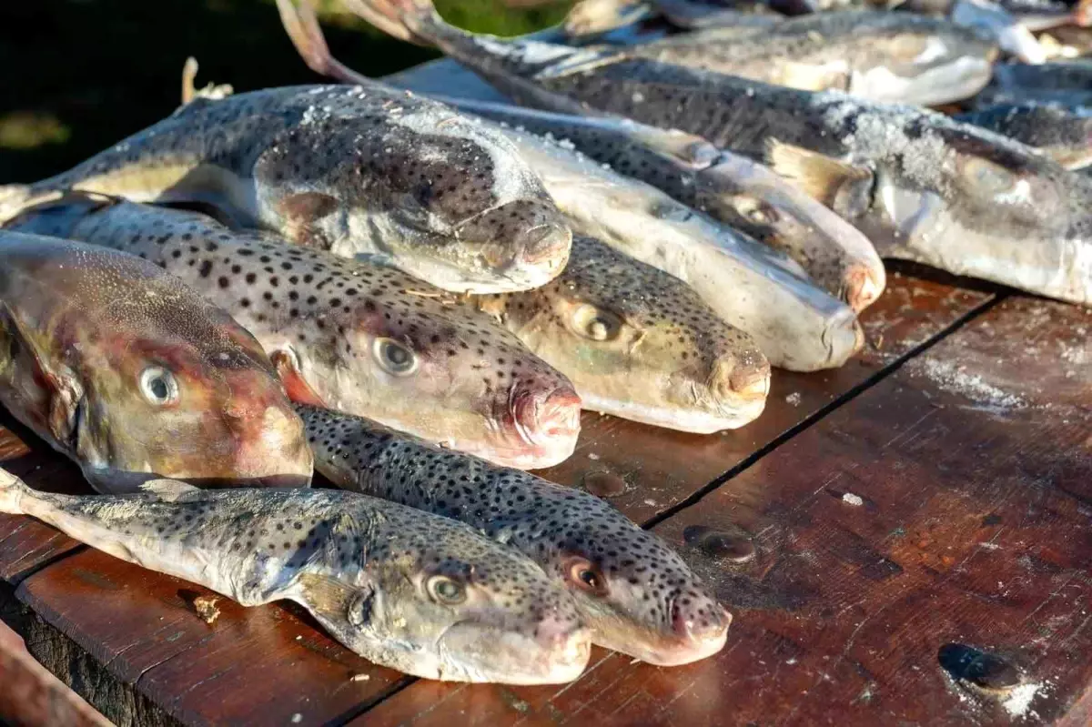 Adana'da 4 günde 128 bin balon balığı toplandı