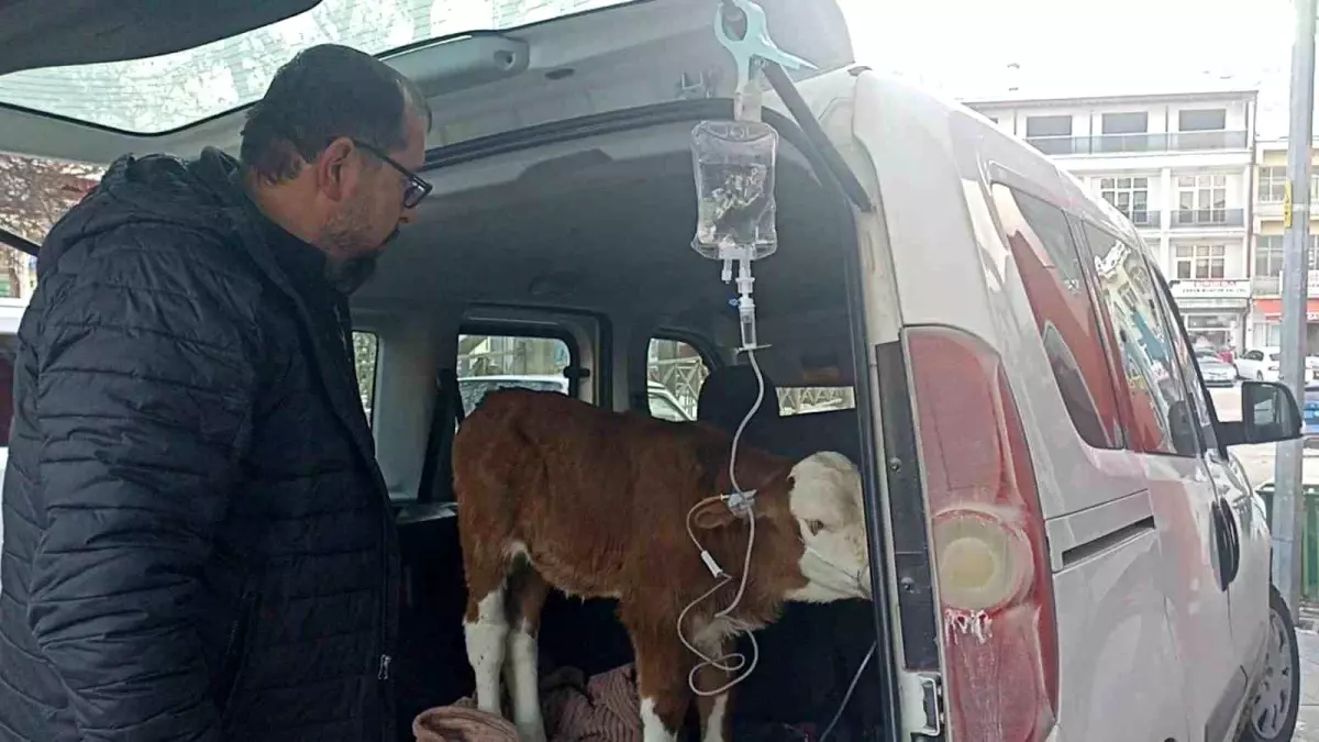 Dumandan zehirlenen 6 günlük buzağıya bagajda acil müdahale