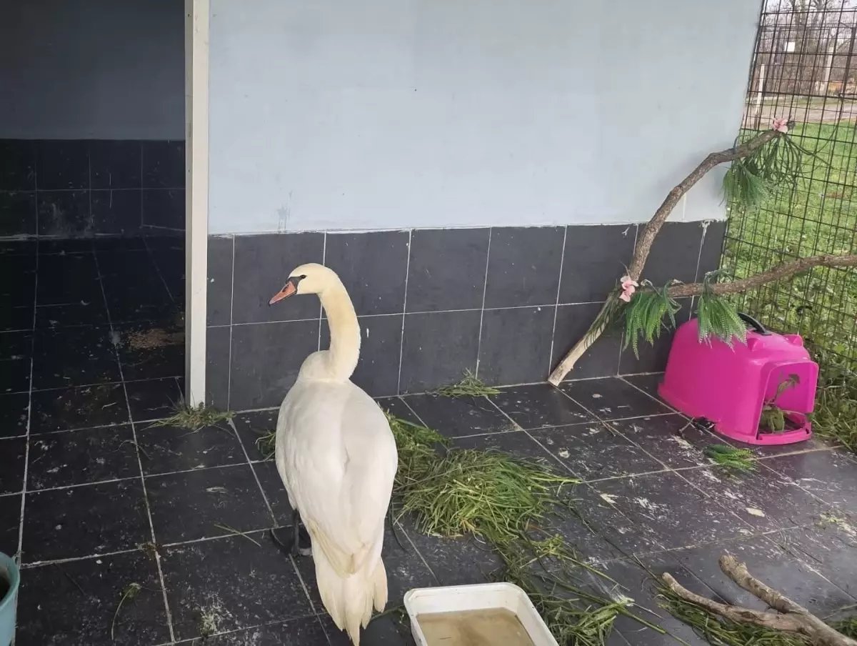 Edirne'de bitkin halde bulunan kuğu, bakıma alındı