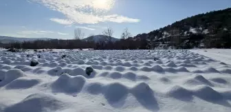 Eskipazar lahanasında 1250 ton rekolte bekleniyor