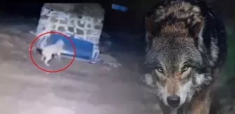 Görüntü gece yarısı çekildi: Kurdu gören Sivas kangalının yaptıkları olay oldu