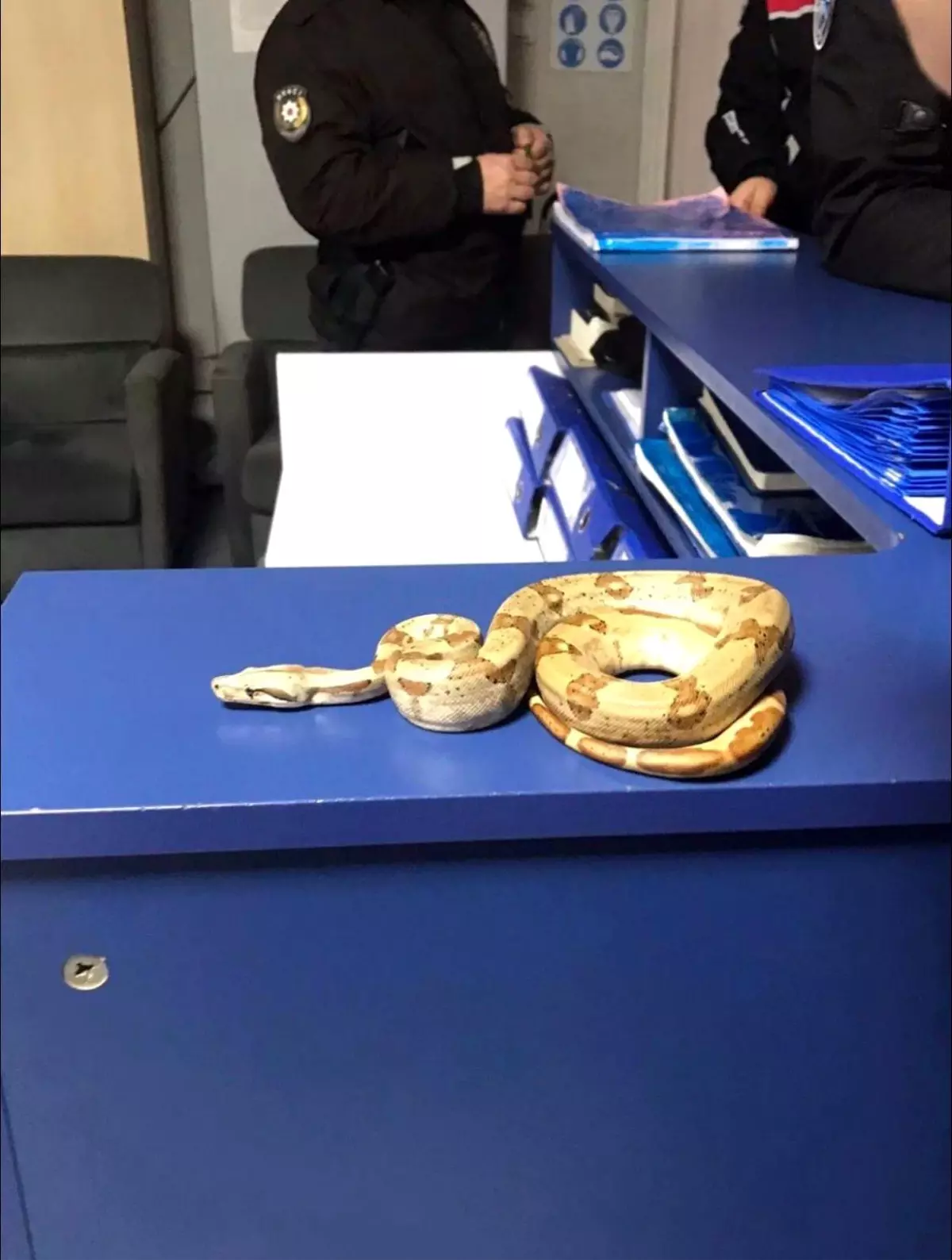 İzmir'de kafede yılanla gezdi, 12 bin lira ceza yedi