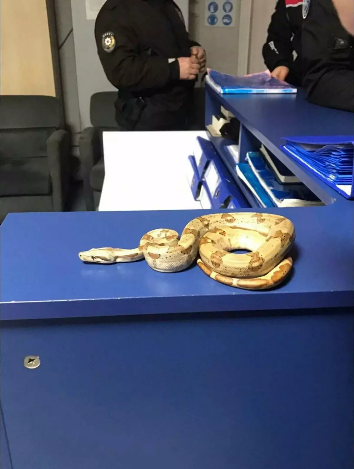 İzmir'de kafede egzotik yılanla gezen kişiye ceza