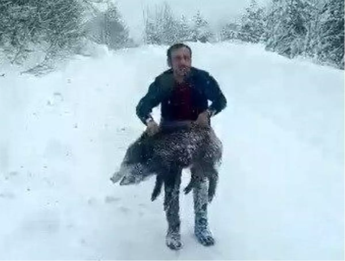 Karlı yolda domuzu elleriyle yakalayan adam konuştu: "Bir anı olsun diye yakaladım, kimseye tavsiye etmem"
