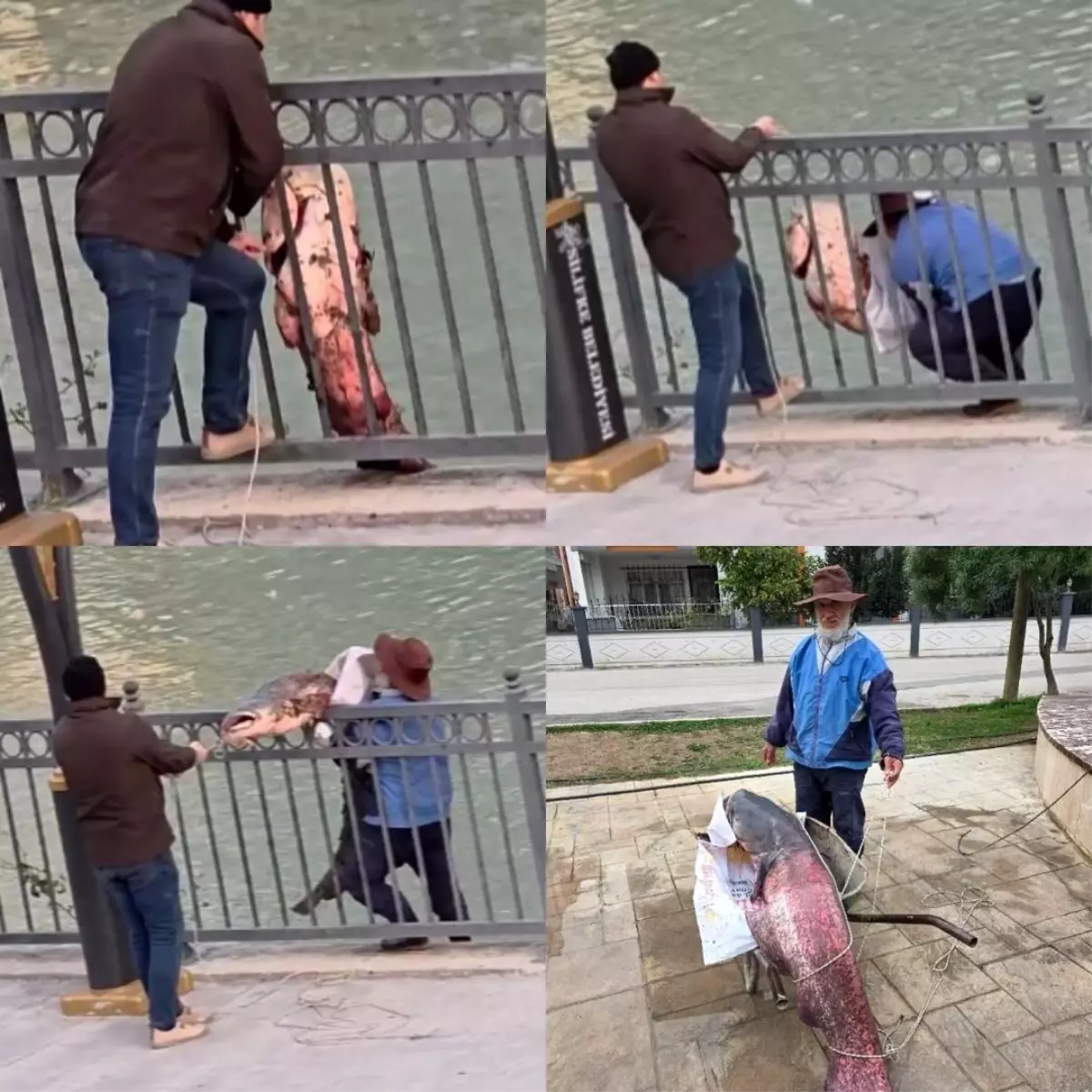 Mersin'de Göksu Nehri'nde yakalanan dev yayın balığı güçlükle kıyıya alındı